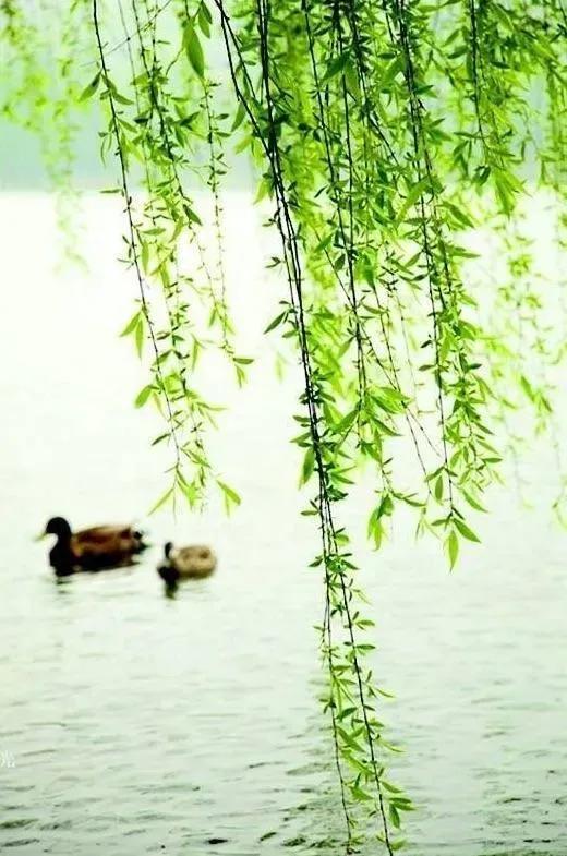 时光清浅静若安然散文,愿时光清浅你我安然散文