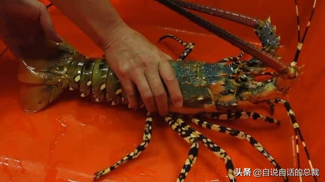 龙虾青龙和花龙区别,龙虾也是生物为什么我们要吃它