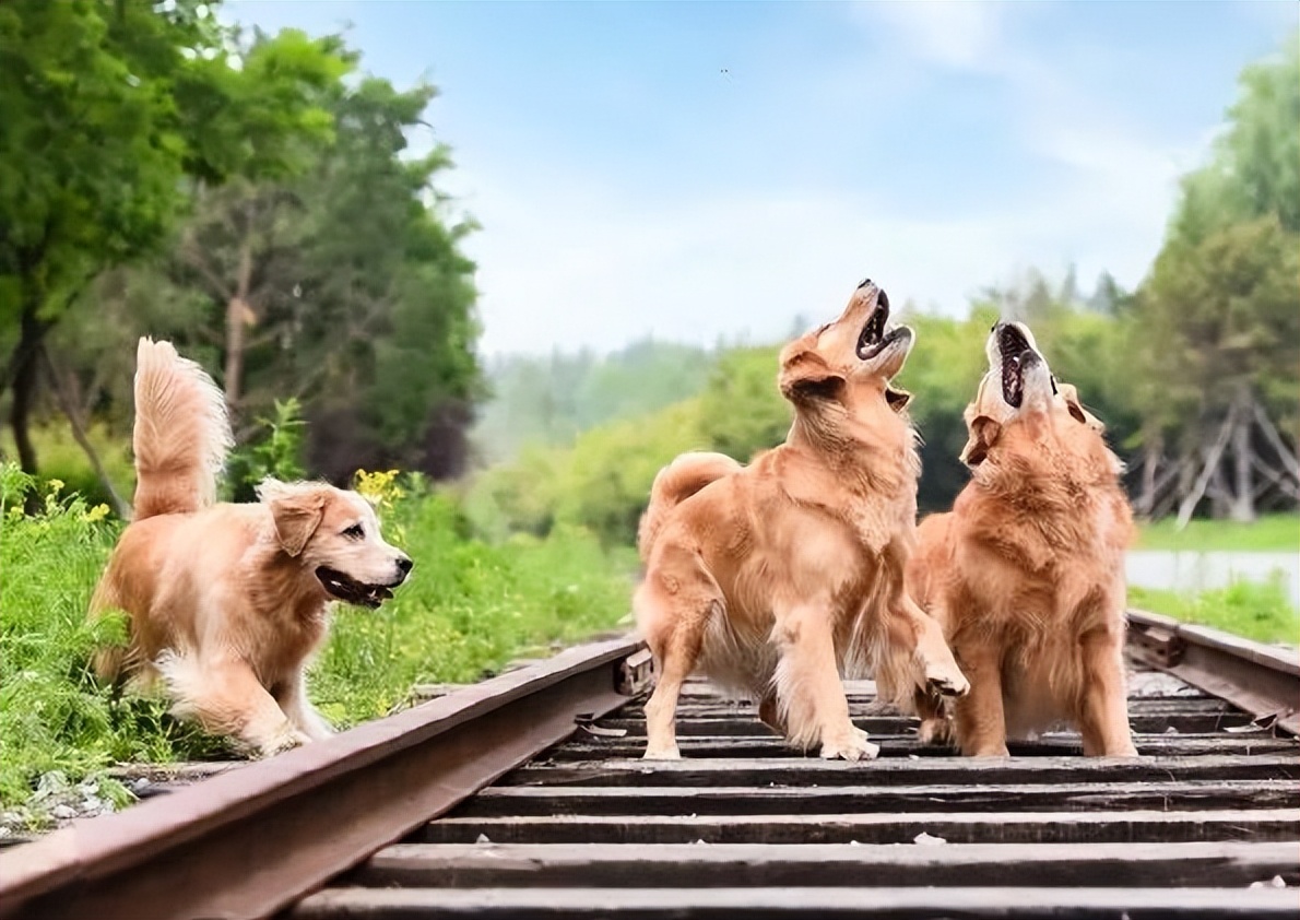 狗狗一直吠叫是怎么回事儿,狗狗一直吠叫咋回事