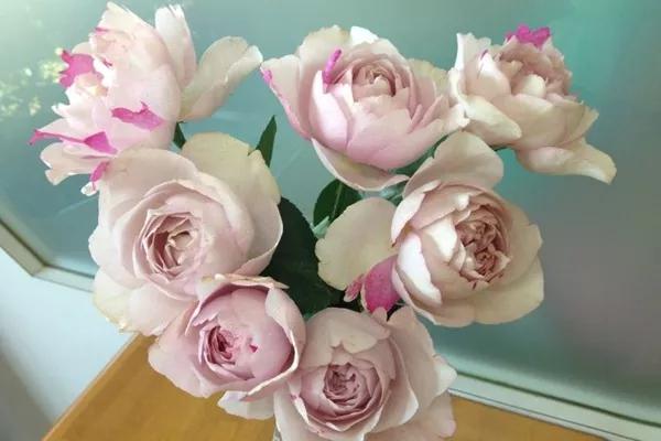 常见切花月季一览（40）（接上期）