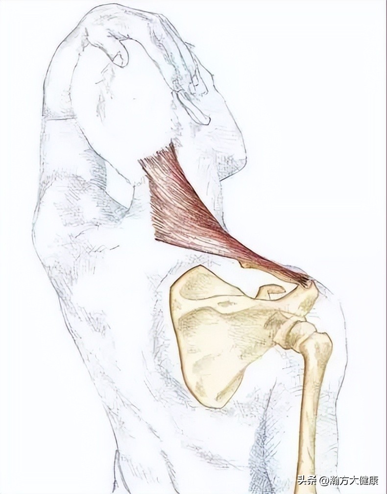 怎么缓解肩膀酸痛肌肉僵硬,颈部肌肉酸痛僵硬怎么回事