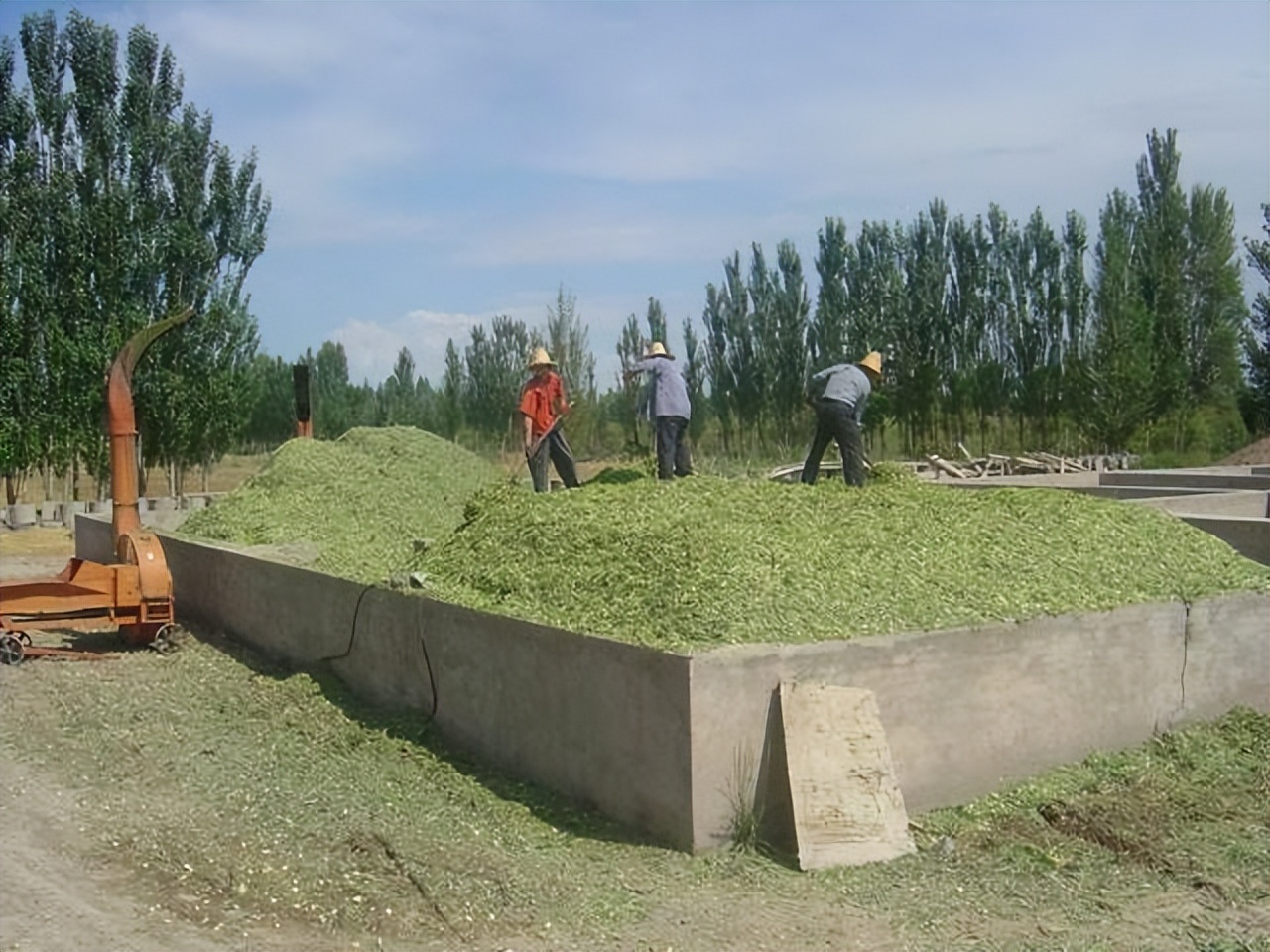 一台收割机9小时收割小麦45公顷,最新款玉米收割机青储收割视频