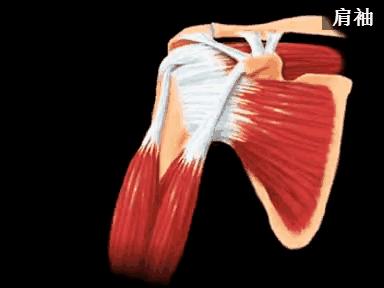 肩膀痛别再瞎折腾,肩痛别总让肩周炎背锅