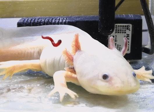 把自己玩成濒危的物种,把自己玩成了濒危动物