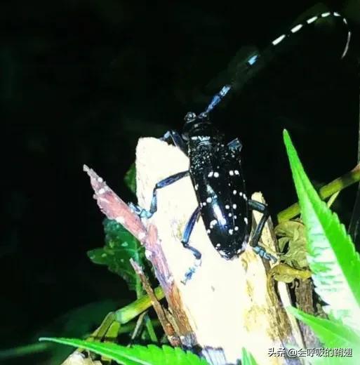 星天牛喜欢苦楝树,星天牛苦楝树