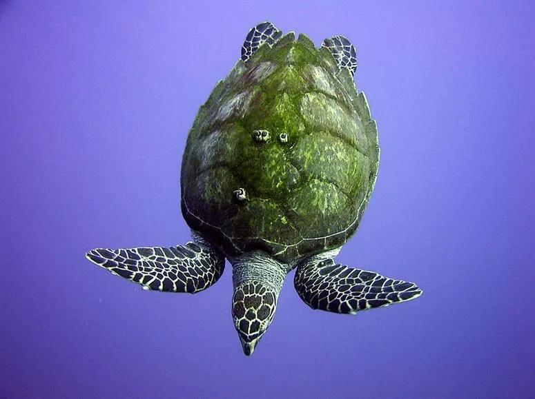 委内瑞拉纸币连号,委内瑞拉纸币演变