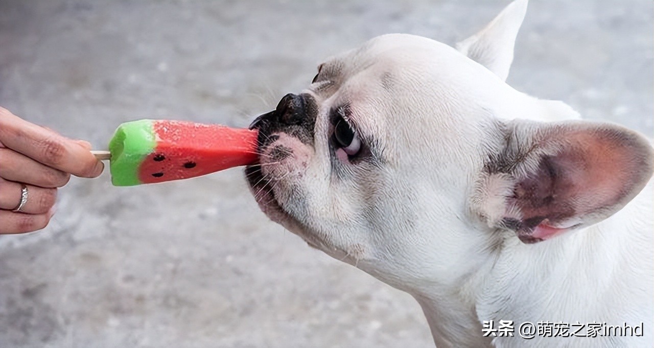 狗吃了不能消化的东西怎么办,狗吃了不该吃的没精神呕吐怎么办