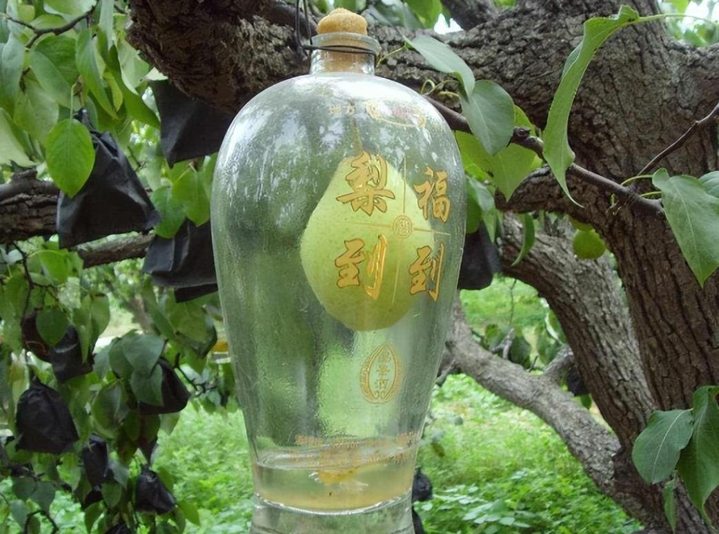 邯郸永不分梨的五粮液是真的假的,河北永不分梨生产的五粮液怎么样