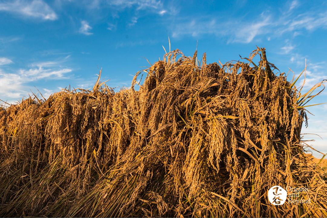丰收年五常稻花香2号,稻花香的丰收年