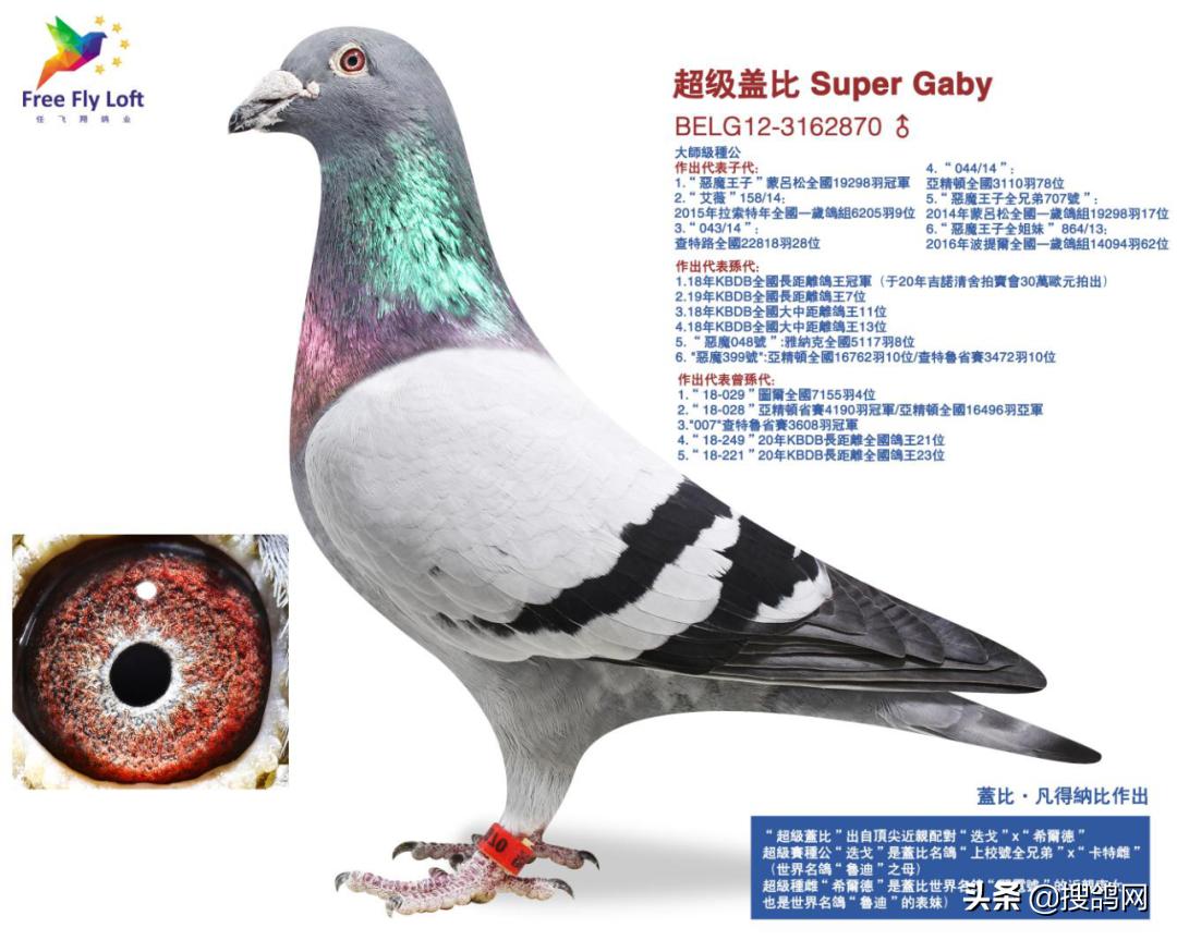 盖比顶级种鸽的特征图,盖比花头顶级种鸽