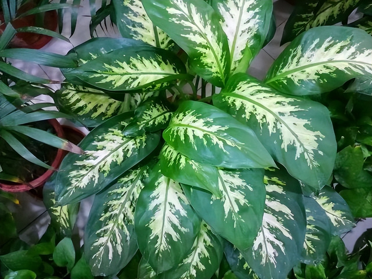 适合养在室内的吉利花有哪些,适合在北方养的吉利花