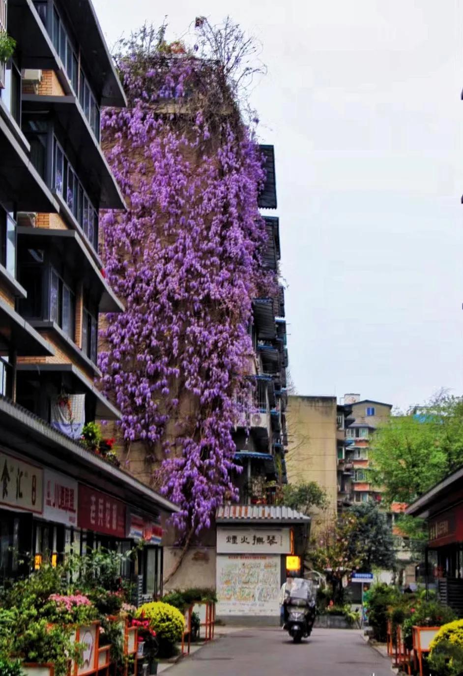 紫藤花成都周边,成都1号桥紫藤花