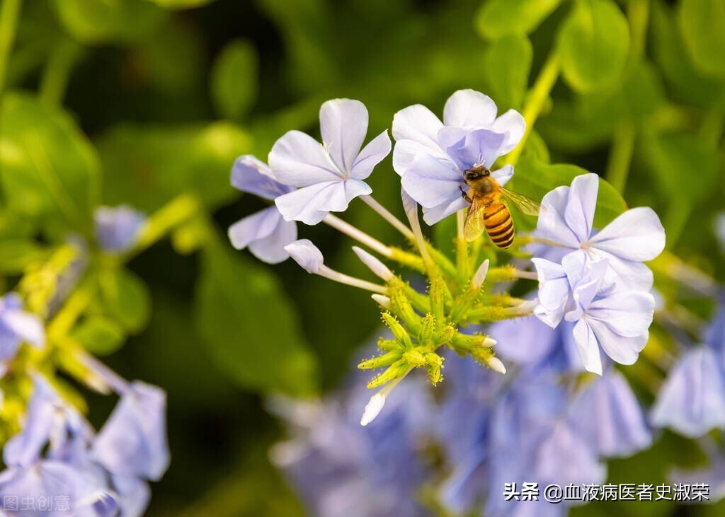 怎样防止过敏性紫癜的复发,过敏性紫癜怎么预防复发
