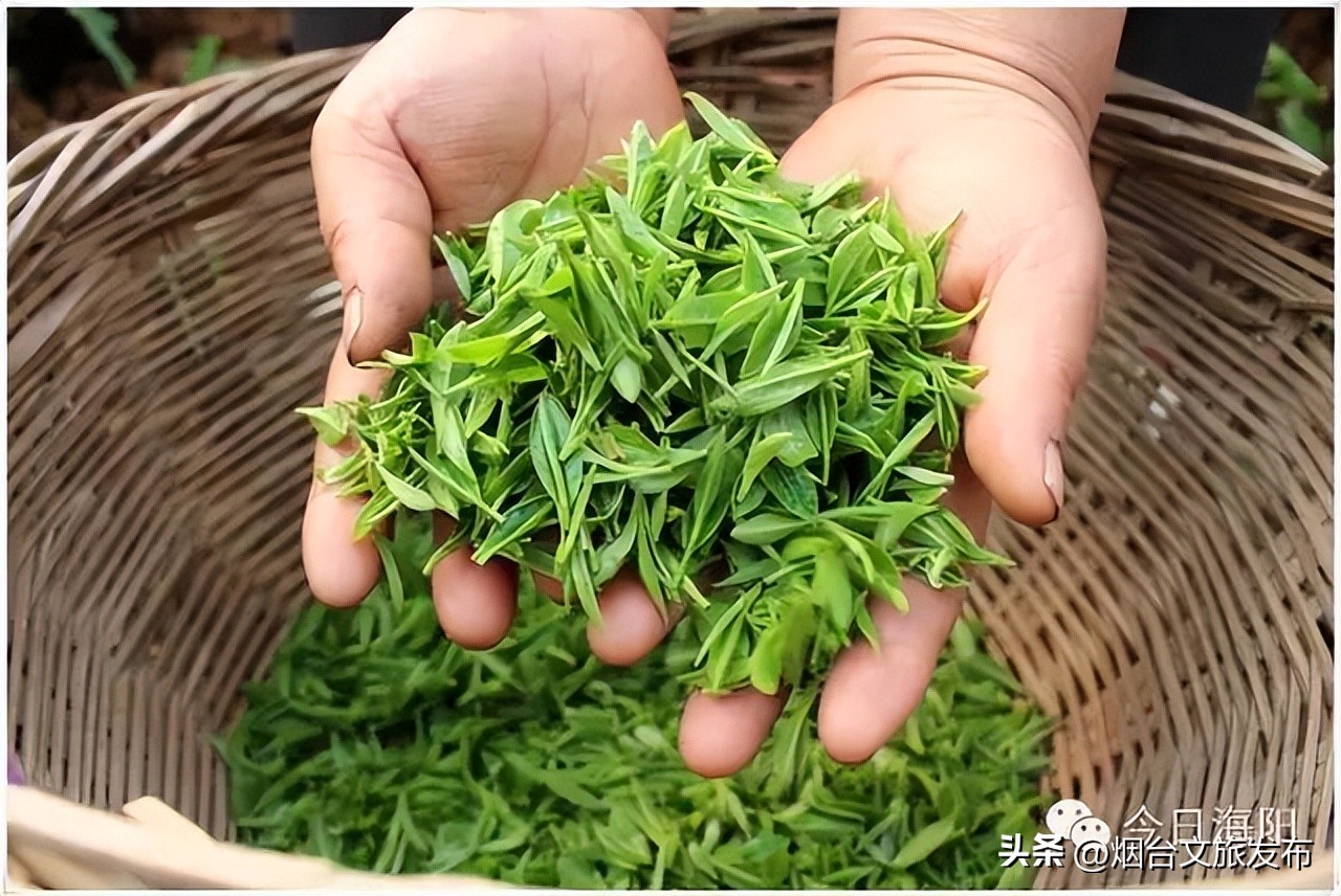 魅力海阳行,魅力新浦海阳