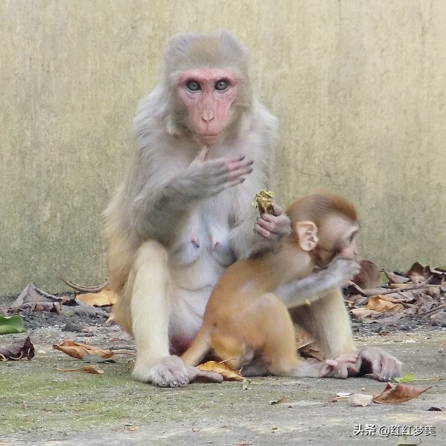 属猴的人对什么事最关心,属猴一生的敌人是谁