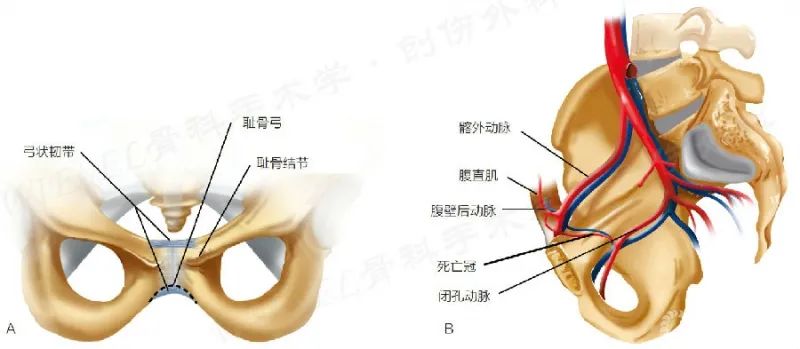 耻骨联合分离和盆骨有区别吗,怀孕耻骨联合分离是怎么回事