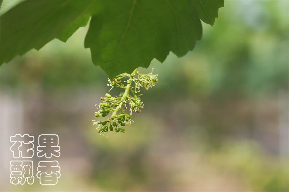 一个葡萄新品种，独家经营，先交3000元一亩的保护费，你干不干？