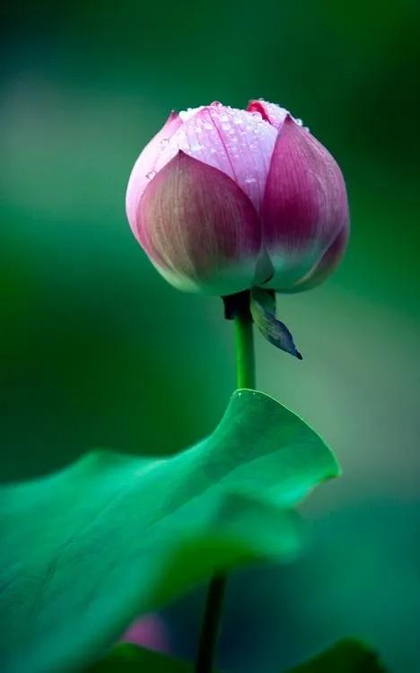 漂亮美丽的荷花壁纸,雨中荷花壁纸荣盛城