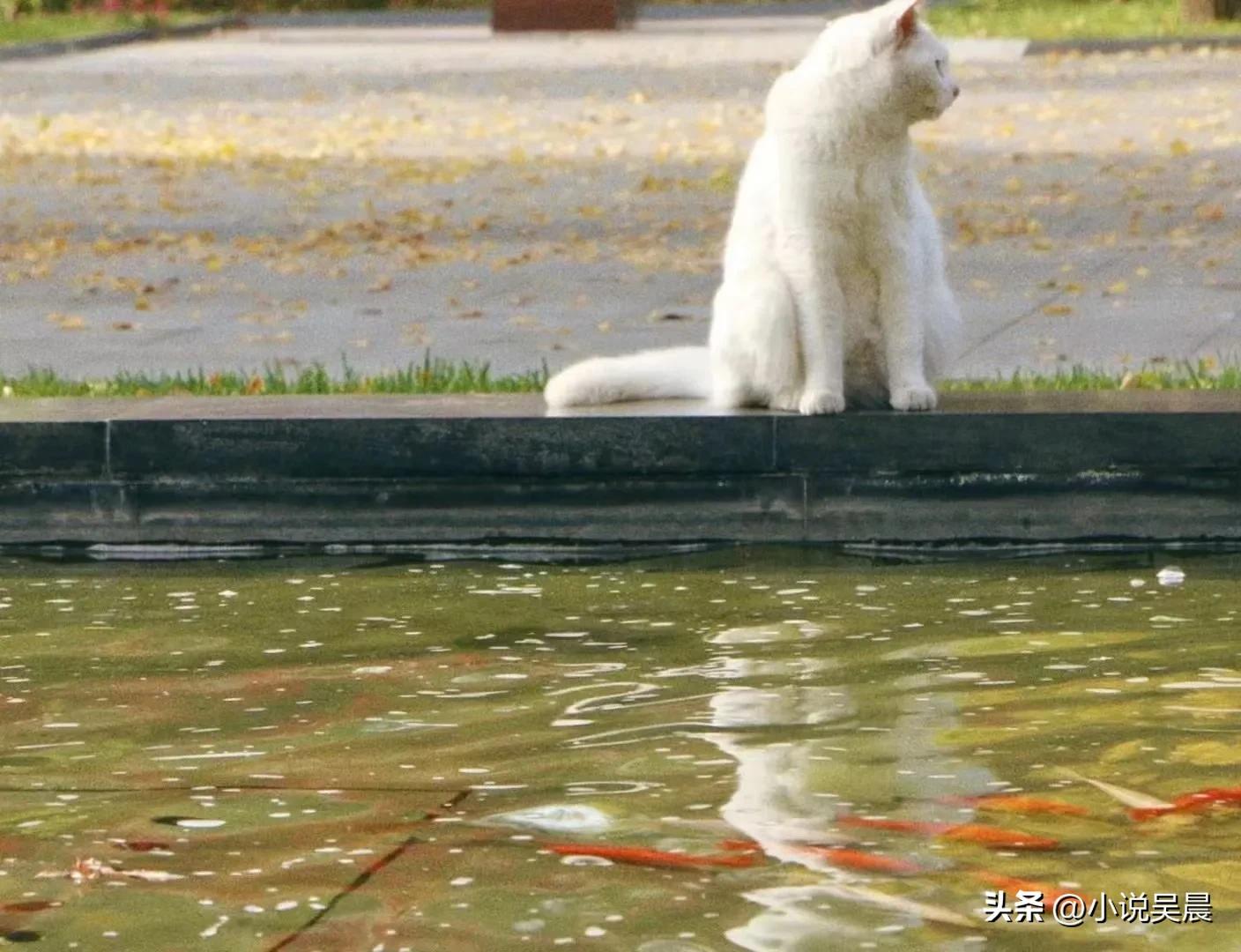鲁博的猫与《猫人》后记
