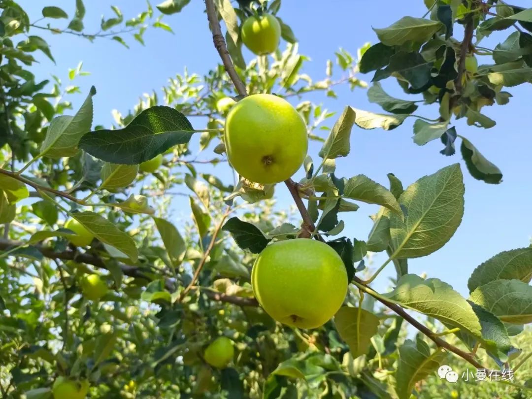 七月爸爸,七月父亲简历