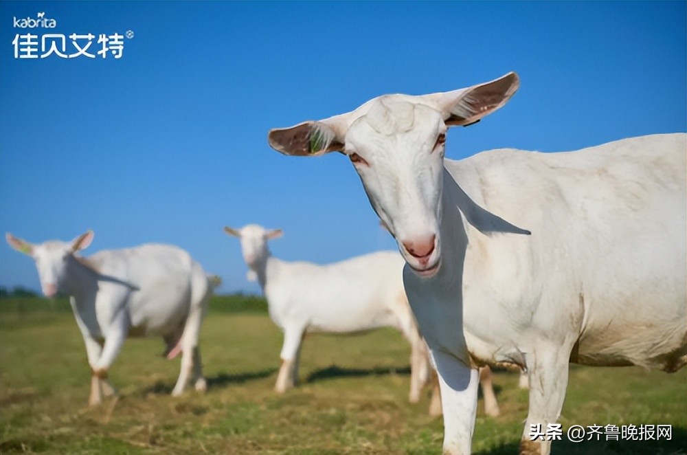 羊奶粉排行榜10强金领冠悠滋小羊,羊奶粉排行榜10强最新爱悠若特