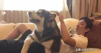王思聪的狗生活费多少,王思聪的宠物狗一个月的消费