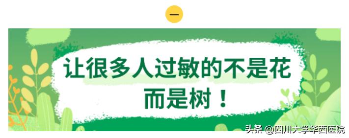 成都有花粉过敏么,成都容易花粉过敏么
