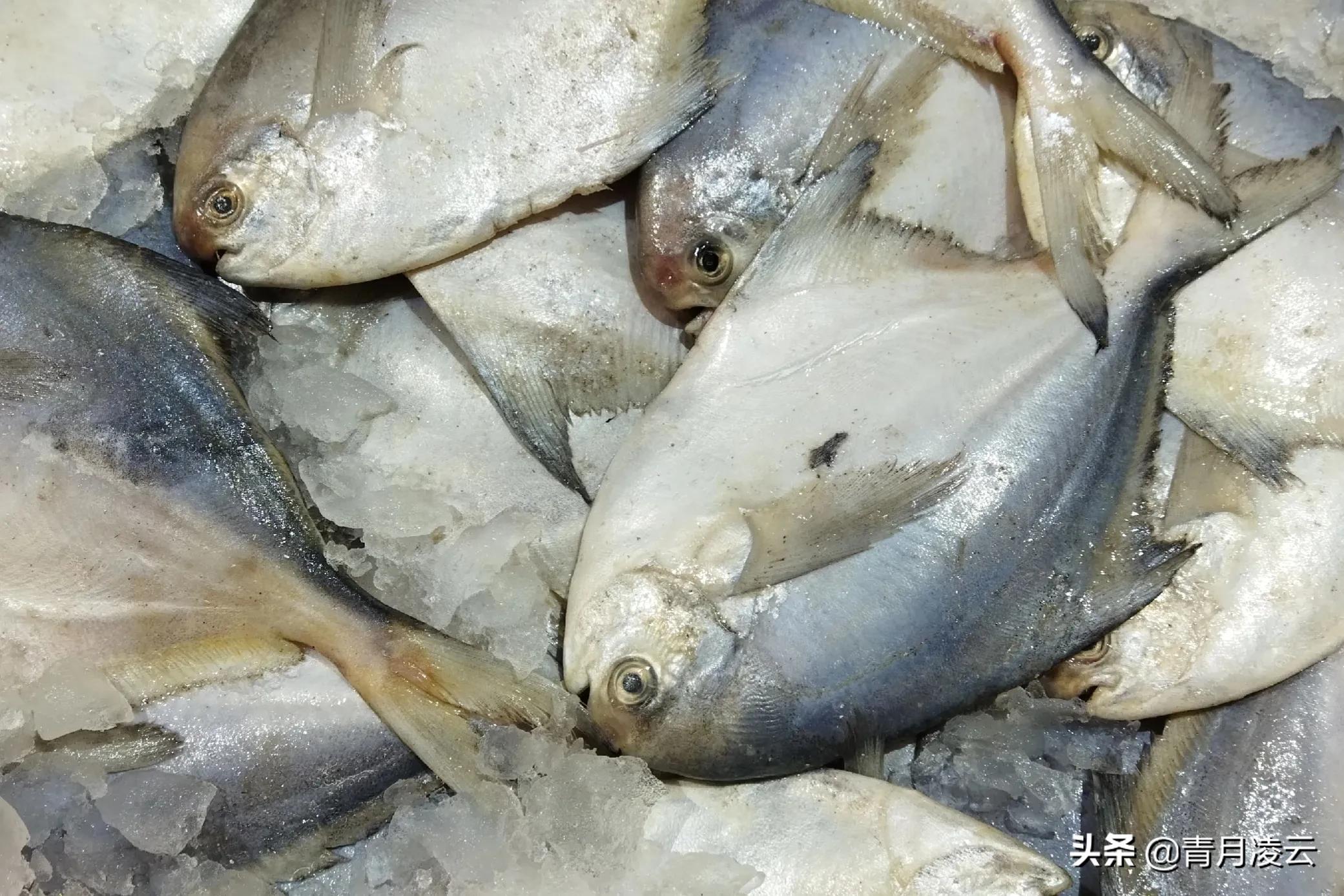 海鲜市场常见海产品图鉴,海鲜市场常见海产品图鉴表图例