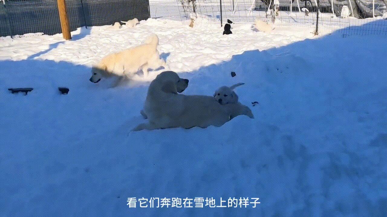 看一眼就爱上的宠物,看一眼就爱上的狗狗