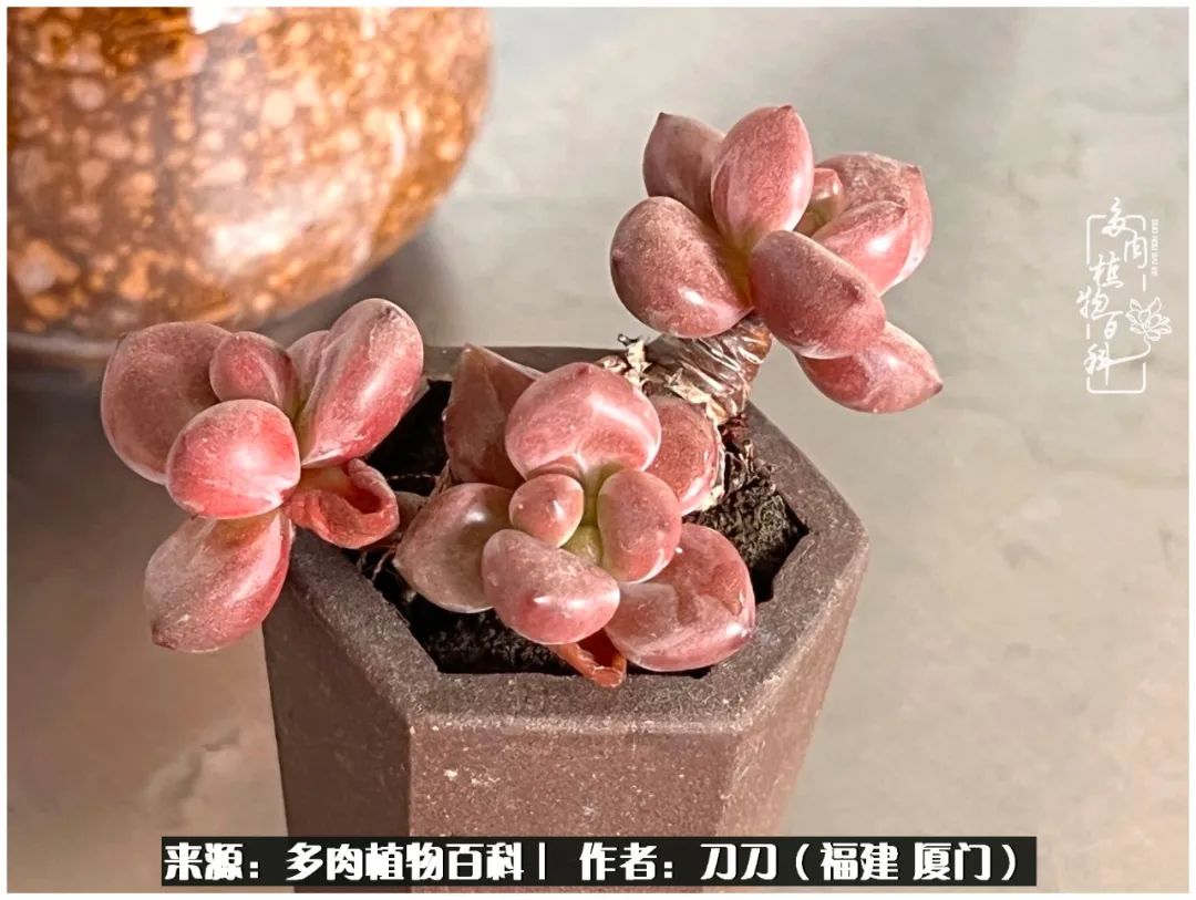 多肉夏季不好养品种有哪些,高花盆为什么养不好多肉