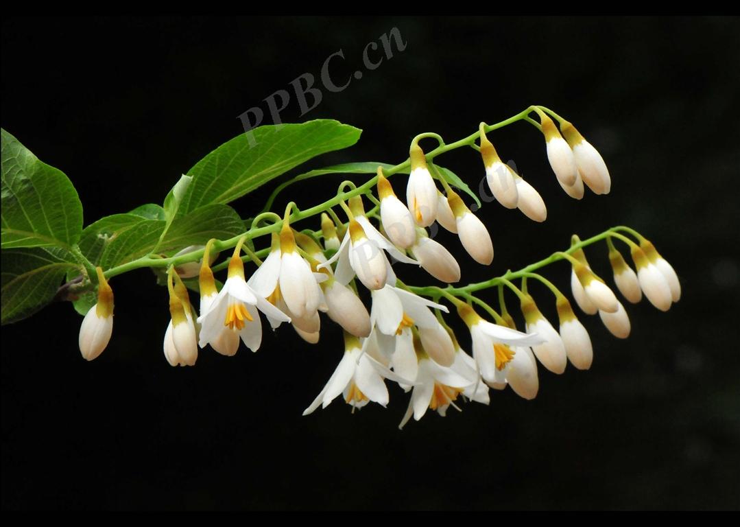 鏃ユ湰闆爲,鏃ユ湰闆搩