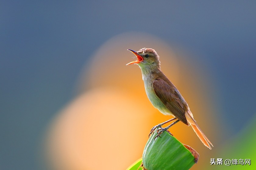 佳能eosr5镜头24-70,佳能r5和r6照相评测