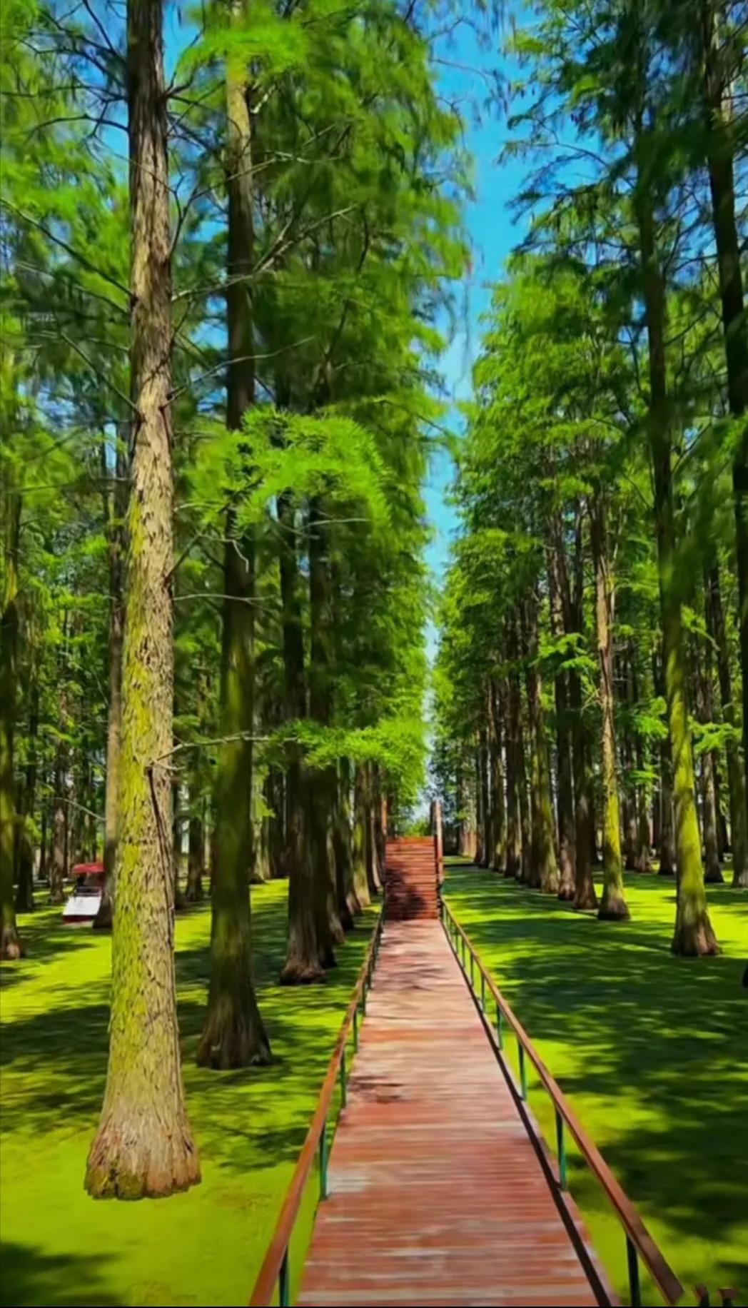 扬州渌洋湖湿地,江苏扬州渌洋湖湿地公园