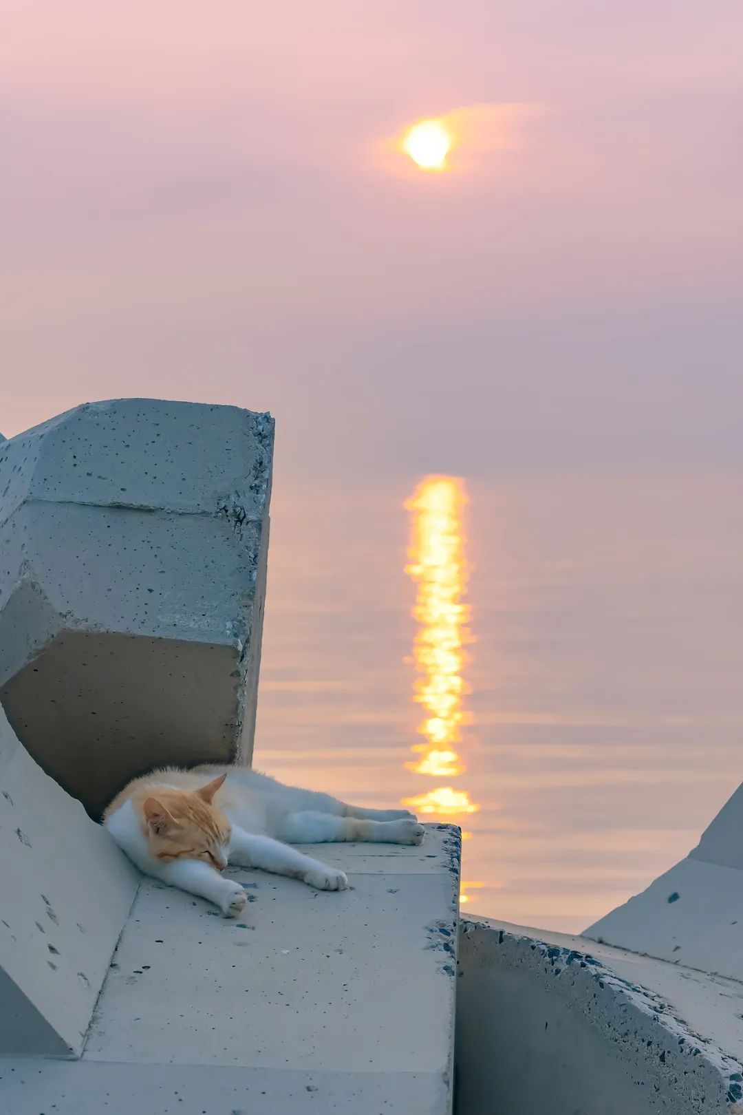 八仙过海各显神通鼠来宝,八仙过海狸猫