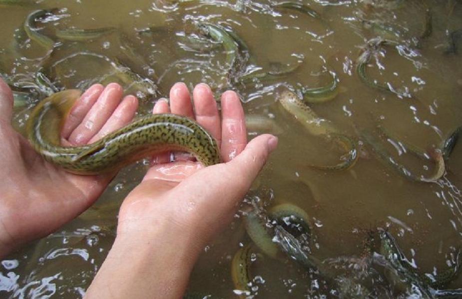 水芹养殖前景怎么样,水芹菜种植前景怎么样