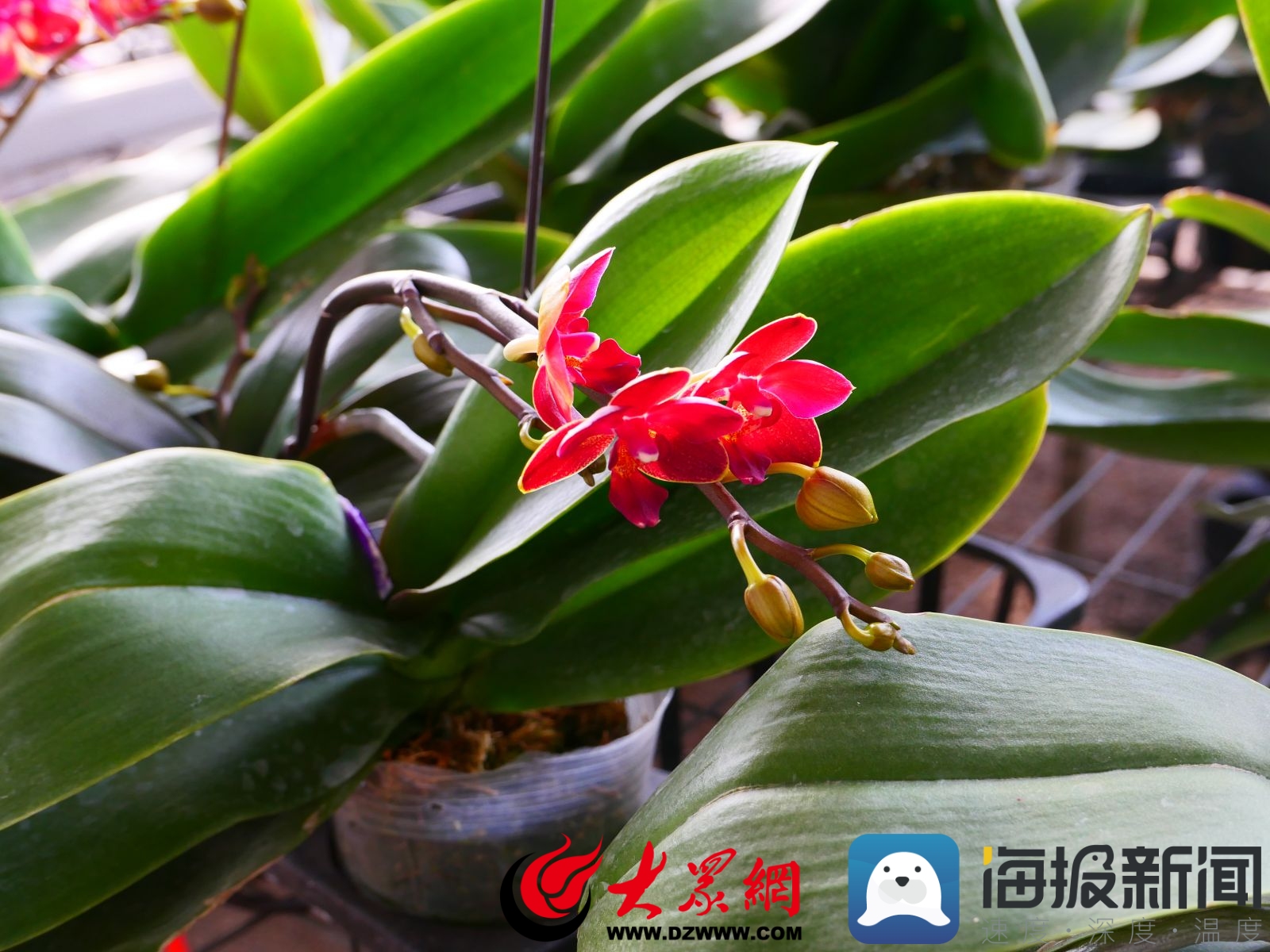 青州高端花卉基地,青州发展花卉产业的现状