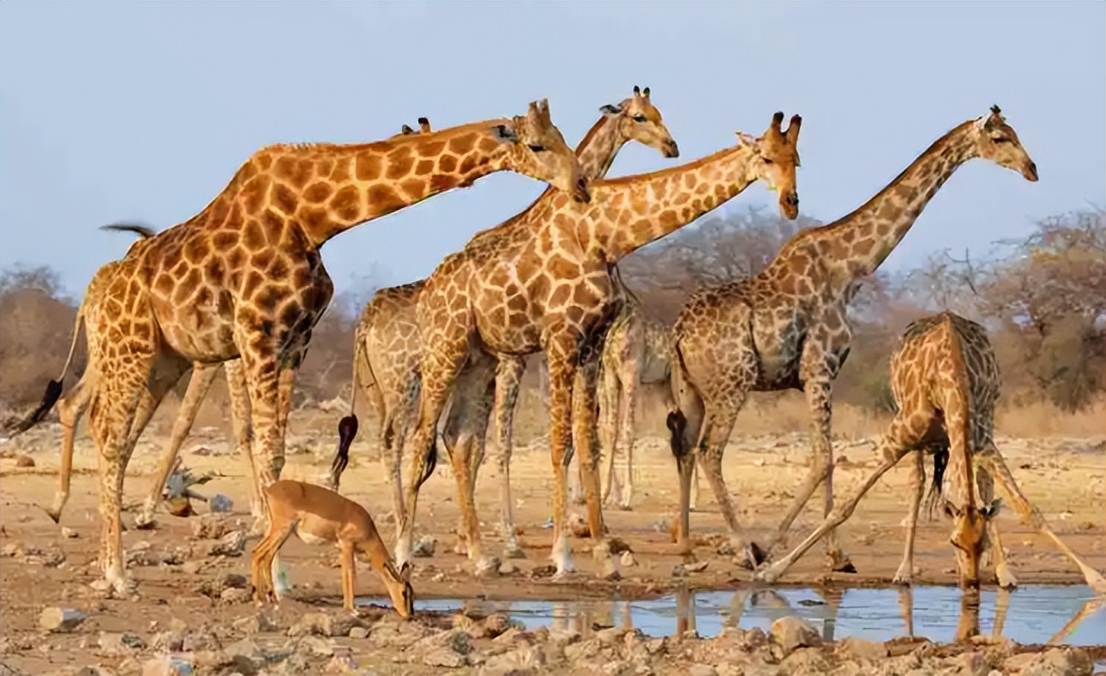 长颈鹿的繁殖视频,长颈鹿的繁衍方式第一视角