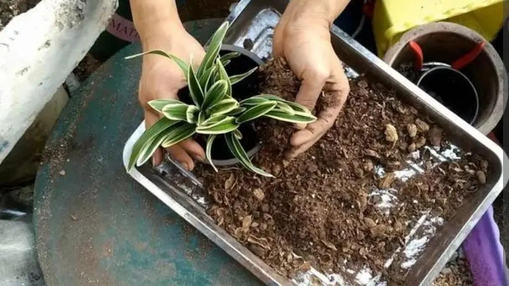 盆土严重板结怎么换土,盆土板结了不换盆怎么办