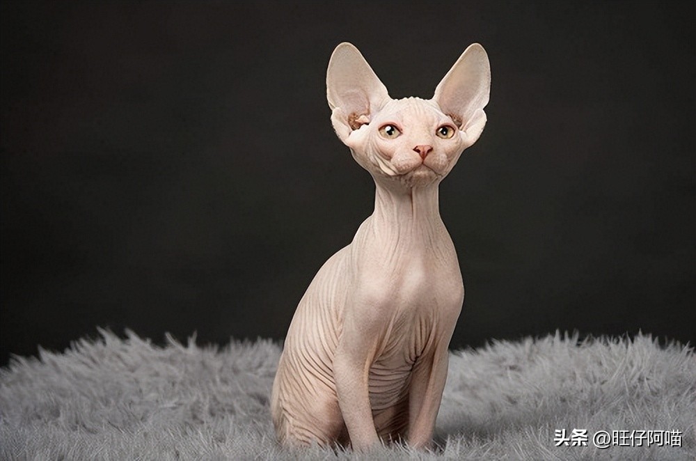 有哪些神奇的宠物猫咪品种,常见的宠物猫咪有哪些