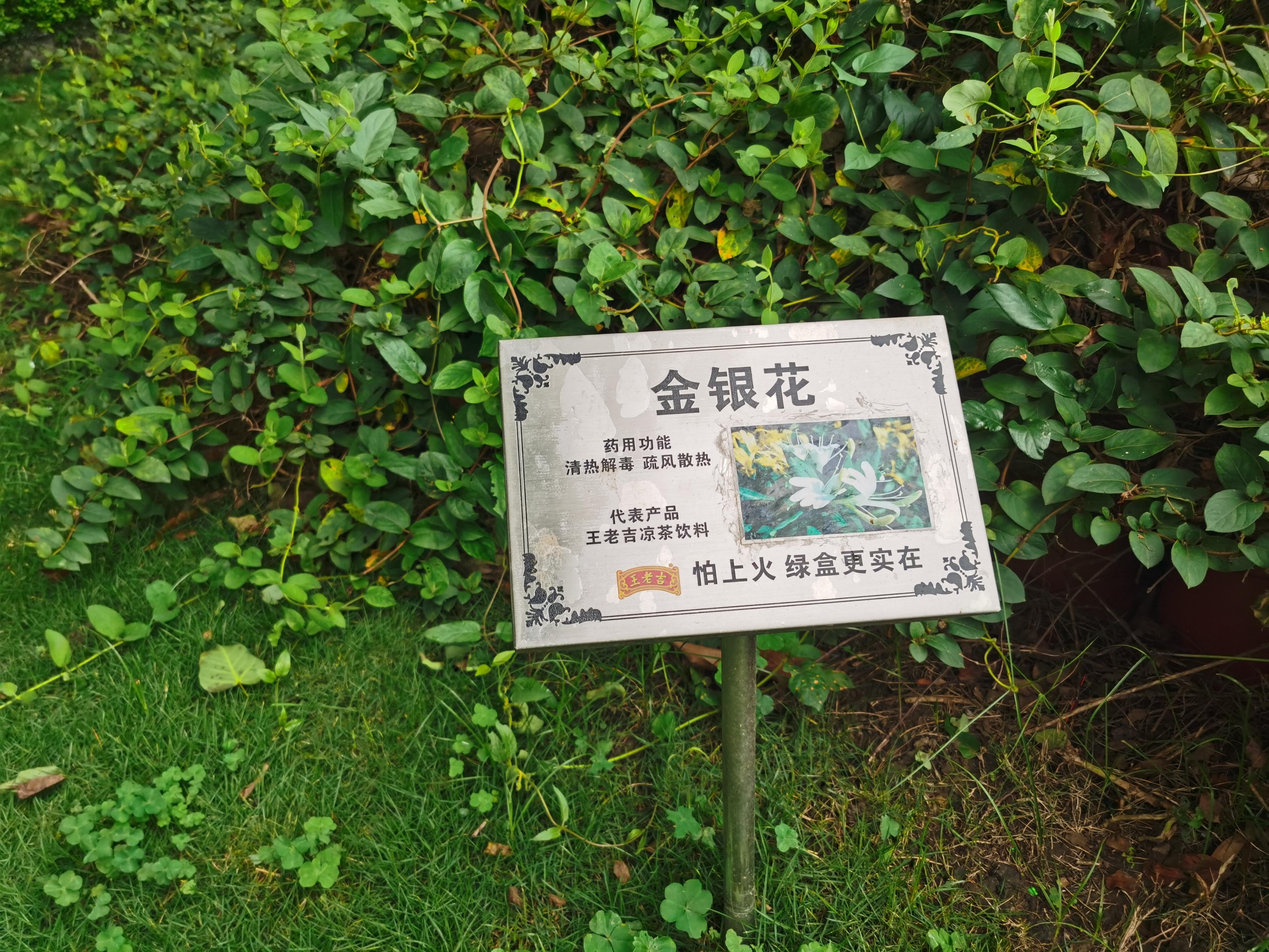 广东二十四味凉茶老字号,凉茶植物饮料王老吉