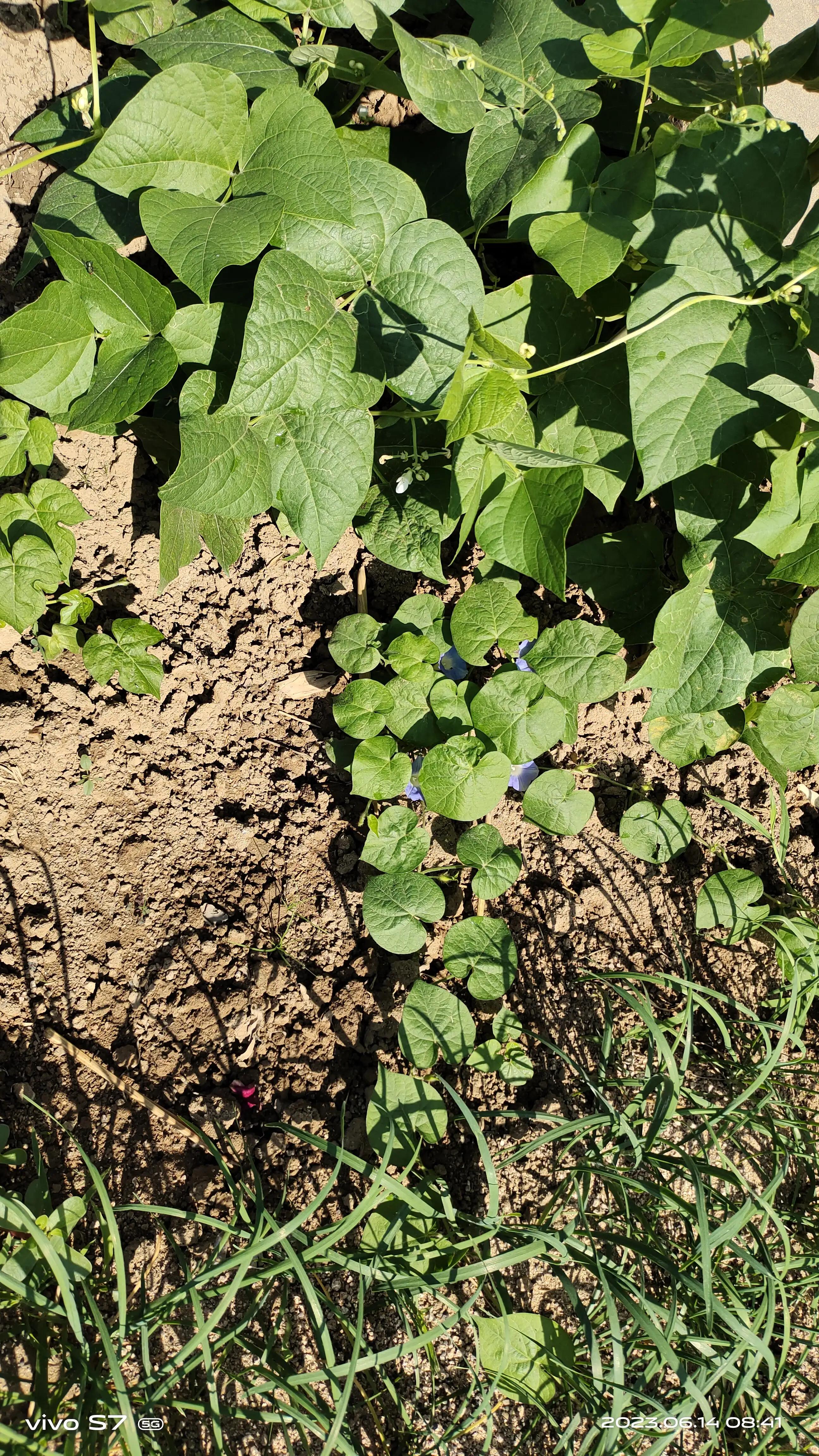 国庆见闻三年级2则,寒假见闻三四则