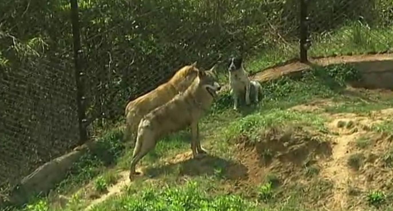 狗和狼故事简介,狗和狼的故事真实感动