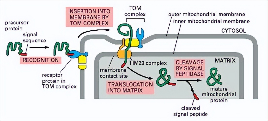 ZIP转运蛋白内部锌摄取的组氨酸突变体细胞活性自我调控机制