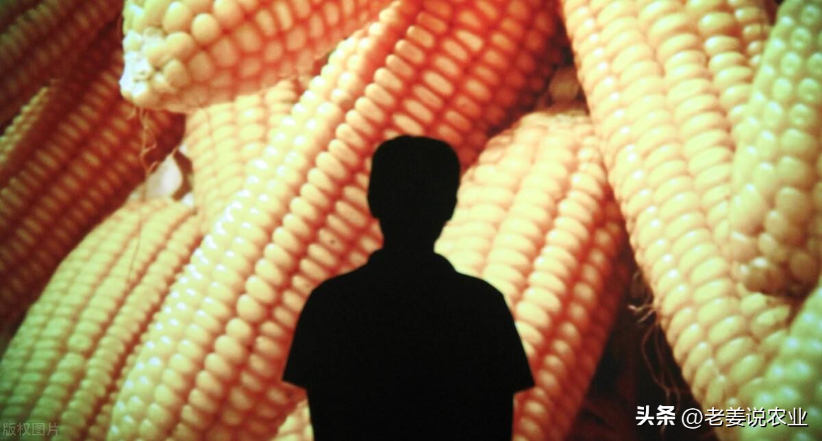 玉米价格今日能反弹吗,玉米价格或迎来大跌