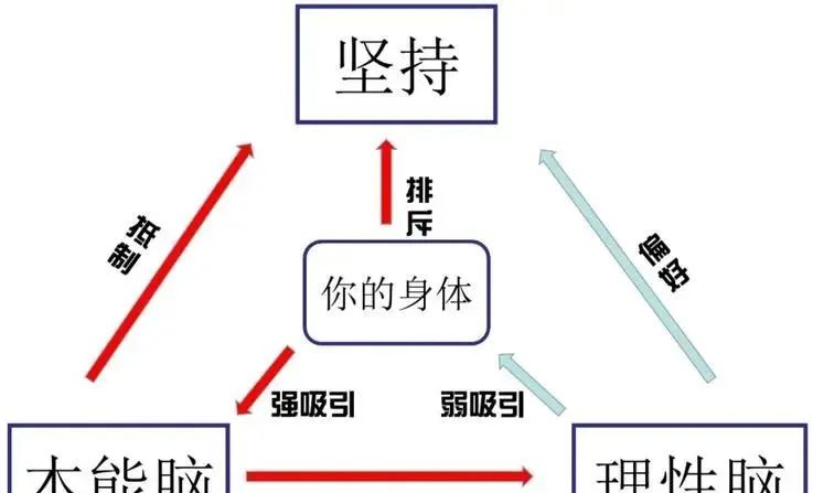 你了解自己的大脑吗三脑合一理论,人的三个大脑是怎么运作的
