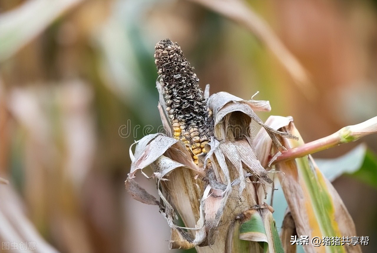 霉菌毒素在猪身上的四个表现,猪霉菌毒素中毒的特点是什么