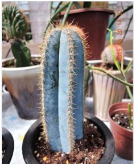 28种不同类型的仙人掌植物,多种品种仙人掌如何栽种