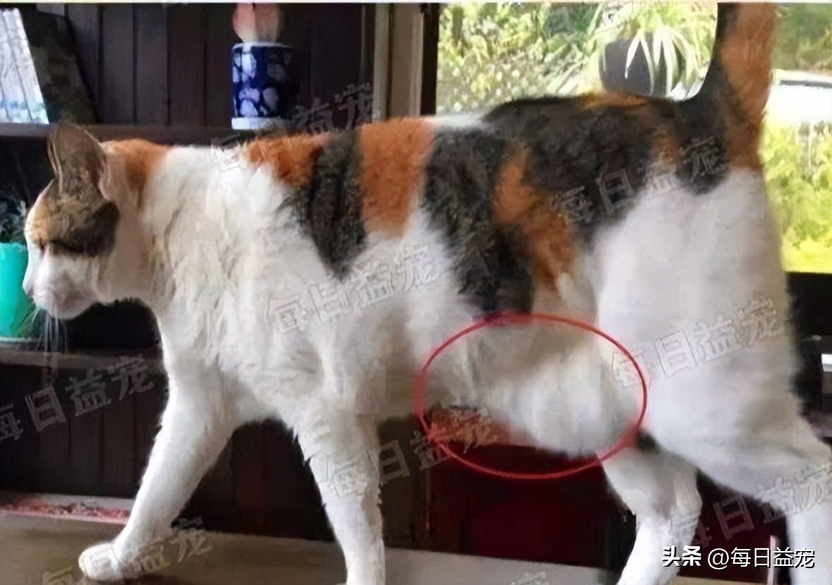 踢了猫咪肚子一脚呕吐,踢了猫肚子一脚有事吗