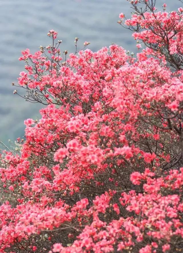 林中若有花，念的必是映山红