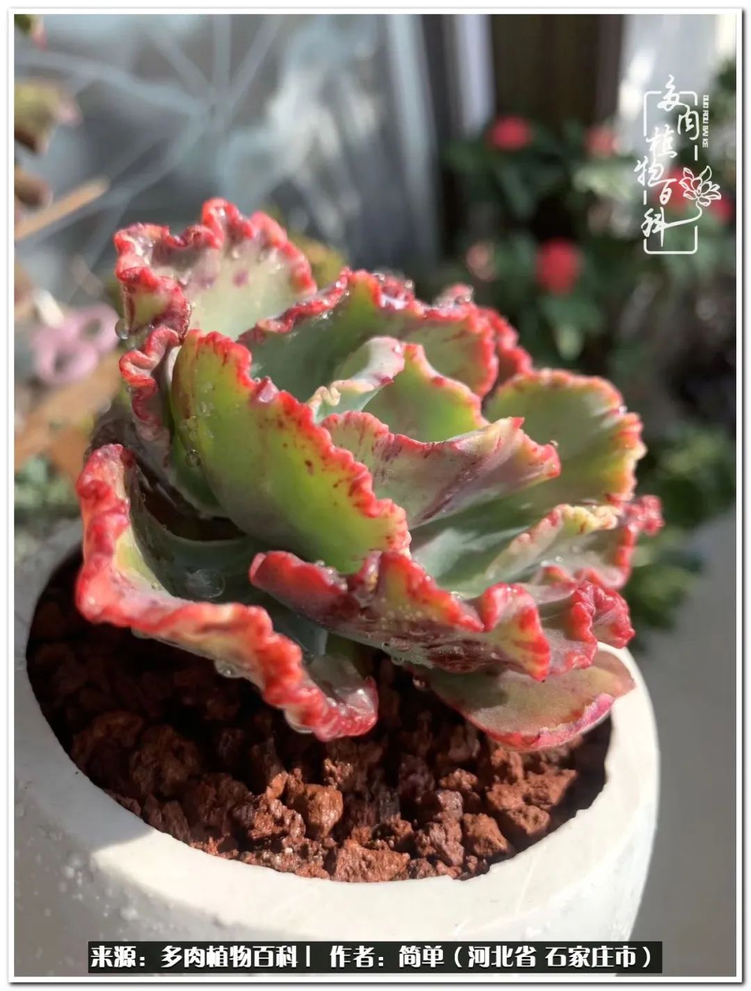 自从养了多肉以后视频,养多肉治愈生活中的疲惫和琐碎